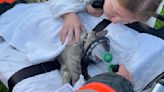 Colorado firefighters save cat after car fire damages 4 vehicles, 2 townhouse units