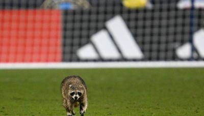 Meet Raquinho, the raccoon who stopped MLS game and got Topps trading card for antics