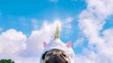 Social Media Superstar Doug the Pug Achieves 'Dream' of Creating His Own Animated Series