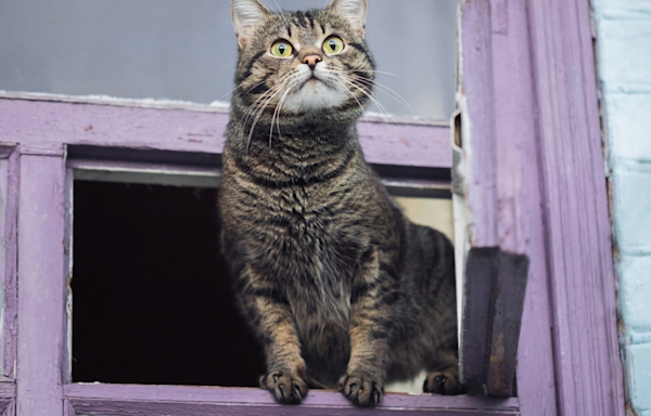 Man’s Daring Rescue of Cat From Ledge 47 Floors up Is Making People’s Palms Sweat