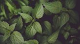 Stinging Nettle: Benefits and Nutrition