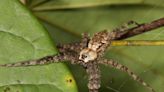 A spider that can catch fish? It's true. Find out more about the species in Ohio