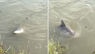 Capturan a un tiburón en río de Texas donde gente va a nadar y logran grabarlo en video