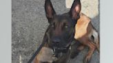 Elizabeth Township Police K9 Eli dies suddenly