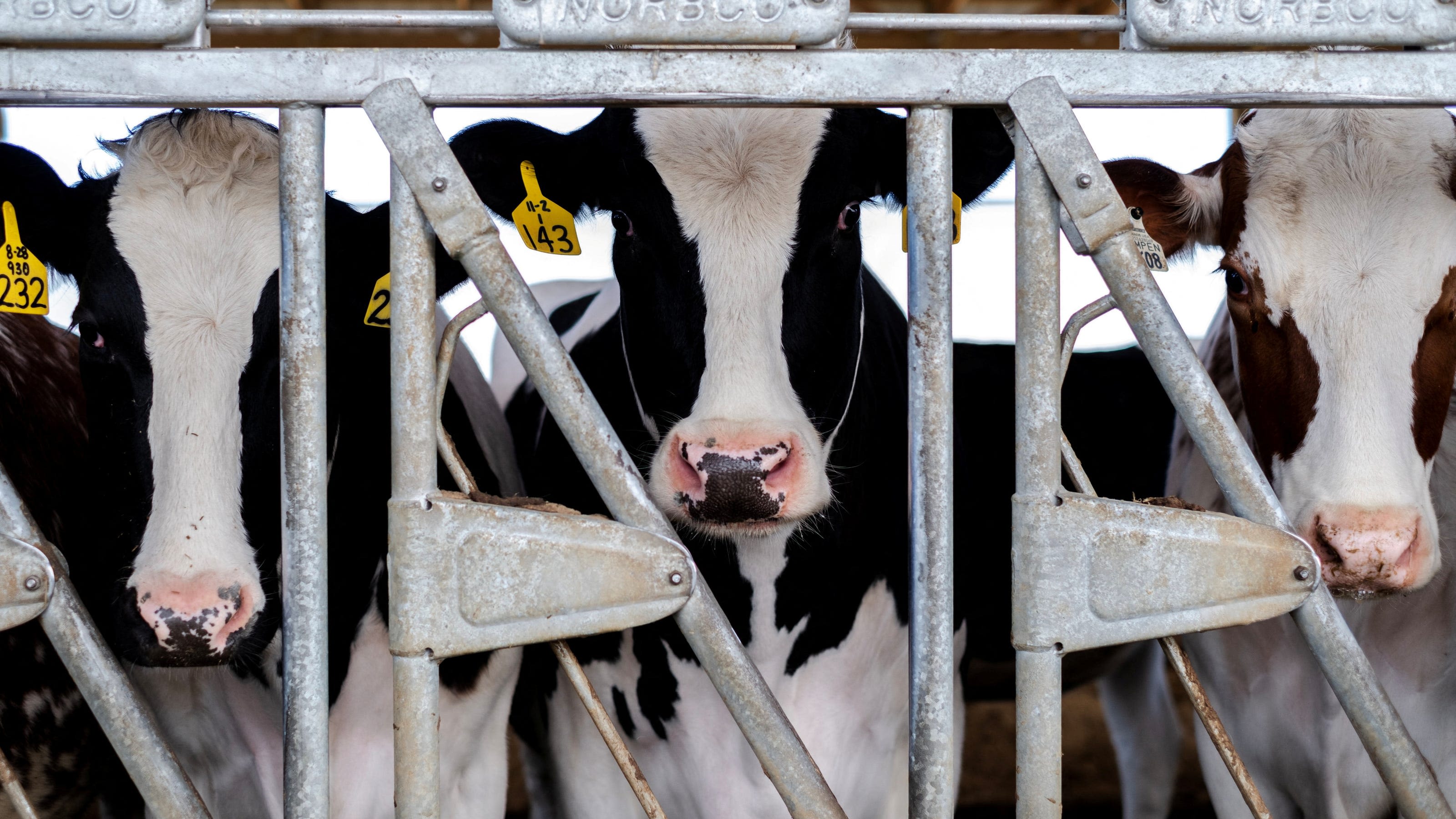 H5N1 bird flu human case confirmed in Michigan dairy worker: What to know about risks