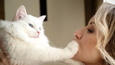 How fluffy cat "demands" attention from guests delights internet