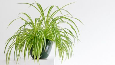 How to Care for Spider Plants the Right Way, According to an Expert