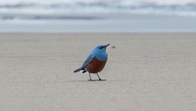 Photographer accidentally snaps rare bird in Oregon: 'It's mind-blowing'