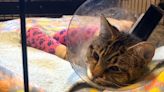 Cat Thrown from Apartment Balcony Survives 12-Story Fall from Building, Minn. Rescue Says