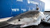 10-foot great white shark surfaces again in Gulf of Mexico, off Fort Myers Beach, Florida