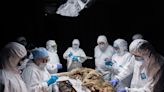 Russian scientists conduct autopsy on 44,000-year-old wolf carcass
