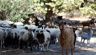 Greece announces nationwide restrictions to combat 'goat plague' outbreak