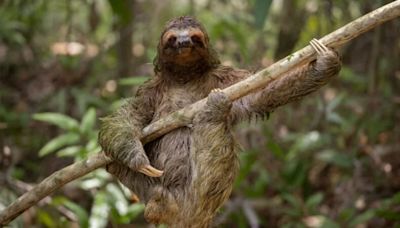 Rock'n'roll sloths & lonely penguins: The best of the Comedy Wildlife Photography Awards (so far)