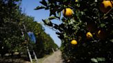 Florida citrus industry continues to feel squeeze as production forecast drops