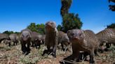 Mongeese are some of the only animals that go to war. Scientists could soon find out why