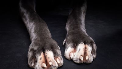 Great Dane Named Kevin Who Was 'World's Tallest Dog' Sadly Passes Away