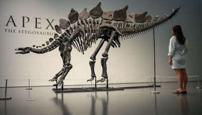 Here's who bought the "Apex" Stegosaurus for a record $45 million