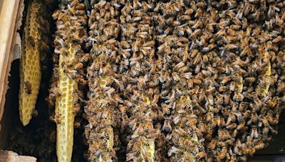 Massive honeybee colony takes over Pennsylvania home; thousands removed from walls