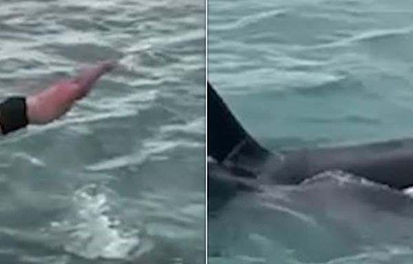 'Idiotic' Man Who Tried To 'Body Slam' Orca Gets Hit With Fine