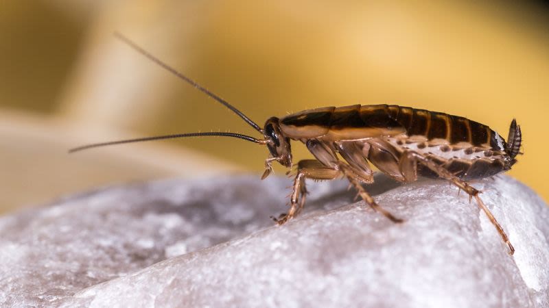 German cockroaches’ unexpected origins revealed by genomic analysis | CNN