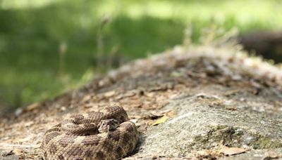 Can rattlesnakes really climb trees in California? Swim? Here’s what experts say