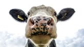 美乳牛染禽流感第3起牛傳人了 專家看「一症狀」不妙：病毒演化了！