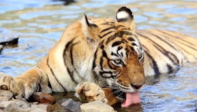 International Tiger Day: 6 Iconic Tigers Of Indian National Parks And Their Legacy