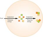 Anabolism