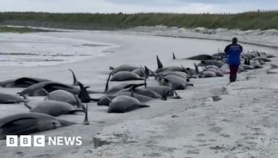 Dozens of whales dead in huge mass stranding on Orkney beach