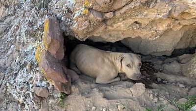 Injured 2-year-old pup found on Phoenix mountain rescued by Good Samaritan