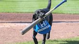 Fisher Cats' rookie bat dog wows fans and players