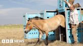 Przewalski's horses return to Kazakhstan steppes after 200 years