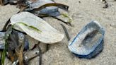 By-the-wind-sailors wash up on Guernsey beaches