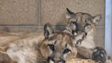 Orphan mountain lion cubs ready for visitors at Big Bear Alpine Zoo