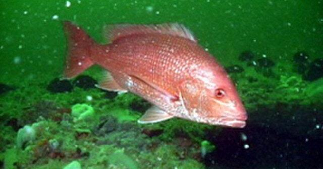 2024 Gulf red snapper season announced