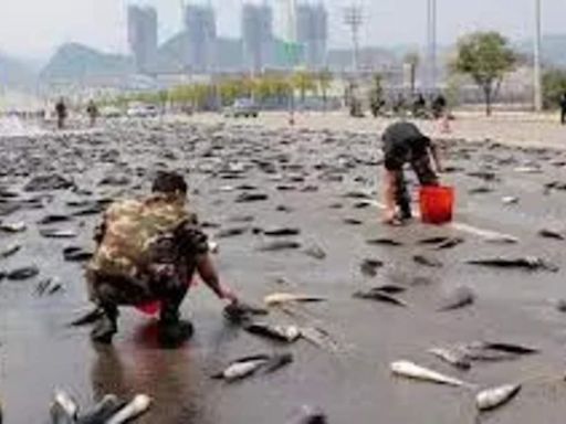 Watch fish rain in Iran caught on camera? Was it a biblical incident? Know science behind fish rain