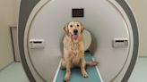 Glioblastoma vaccine turns brain tumors from cold to hot in humans and dogs