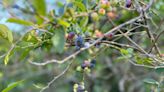 Tyler blueberry season prospers despite severe storms