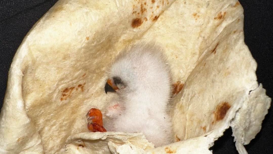 A warm tortilla helped save a baby bird in distress. Here's how to help hurt birds in Arizona