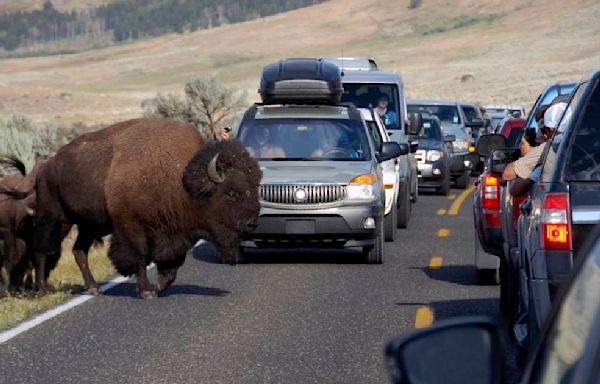 Yellowstone bison gores 83-year-old tourist while ‘defending its space,’ park says