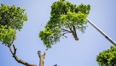 Send Wealthy Tree Killers to Jail