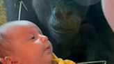 Gorilla tries to kiss baby through glass at Columbia Zoo in Ohio