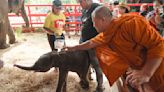 Rare twin elephants in Thailand receive monks' blessings a week after their tumultuous birth