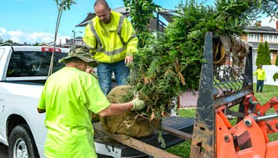 'You can never plant enough trees': Charleston surpasses 100-tree goal