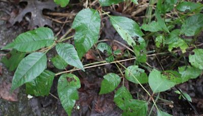What does poison ivy look like? Here's a guide to help you spot poisonous plants