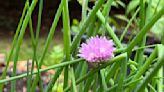 Luckily for cooks and gardeners, some herbs come back year after year