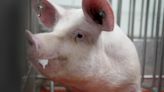 Meet some of the world's cleanest pigs, raised to grow kidneys and hearts for humans