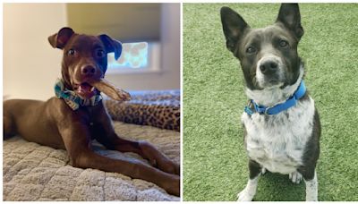 Sammy's Stars: Meet Domino and Scout
