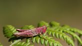 Just in time for 'Barbie,' several rare, pink grasshopper-like katydids have been spotted across the US and UK