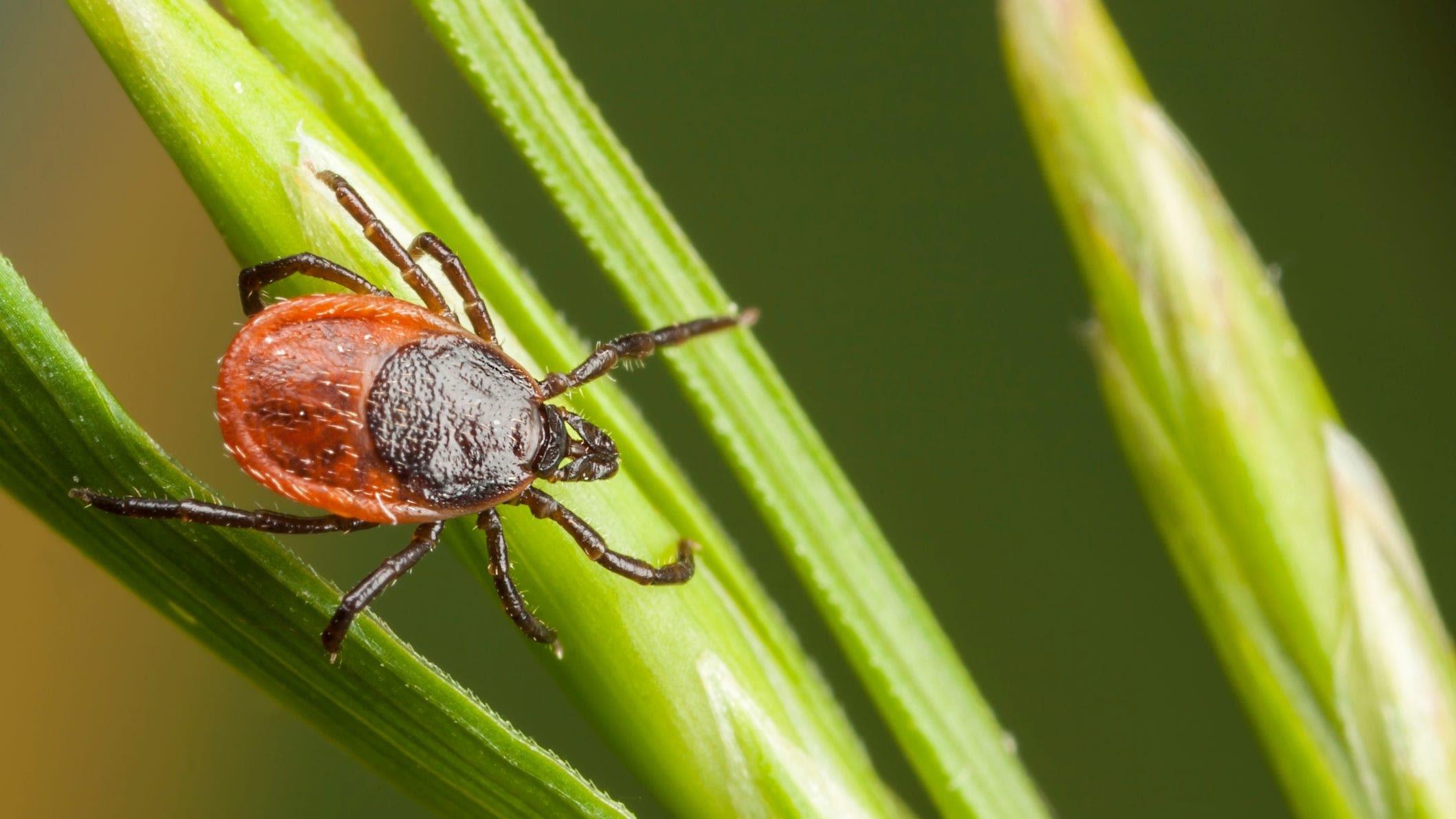 It's tick season: What types live in your area and how to keep them under control